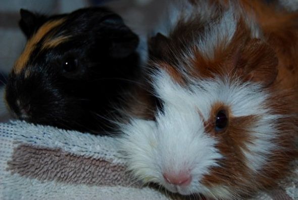Adopting a guinea pig!! :  wedding Girls