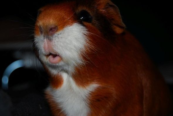 Adopting a guinea pig!! :  wedding Henri