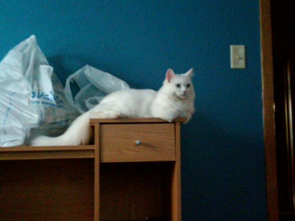 What breed are my cats? :  wedding ArtsNcrafts1