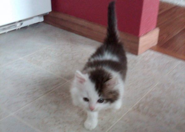 What breed are my cats? :  wedding Kitten