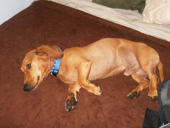 Dog owners -  post puppy pics! :  wedding HPIM0653