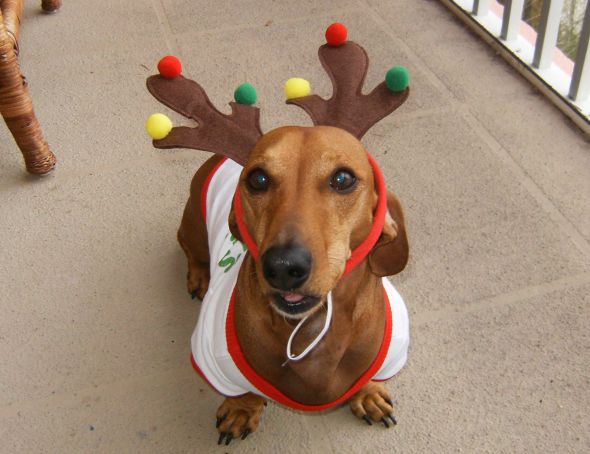 Dog owners -  post puppy pics! :  wedding HPIM0844
