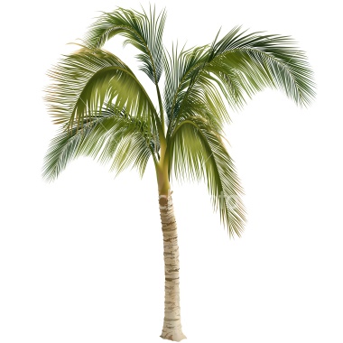 wedding tag Palm Tree