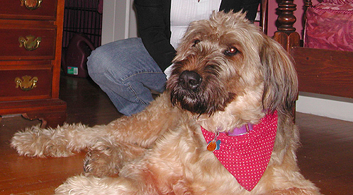 Did anyone else get their dog from a breeder? :  wedding dog breeder Bax4