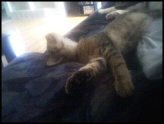 Tabby appreciation thread : wedding Milo2