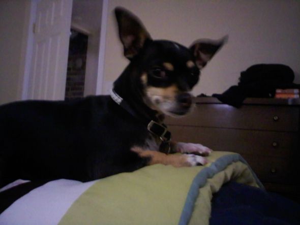 Does your pet follow you around the house incessantly? : wedding 110