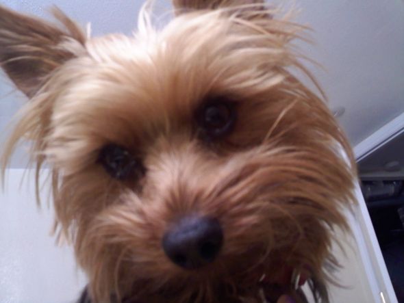 Does your pet follow you around the house incessantly? : wedding 121