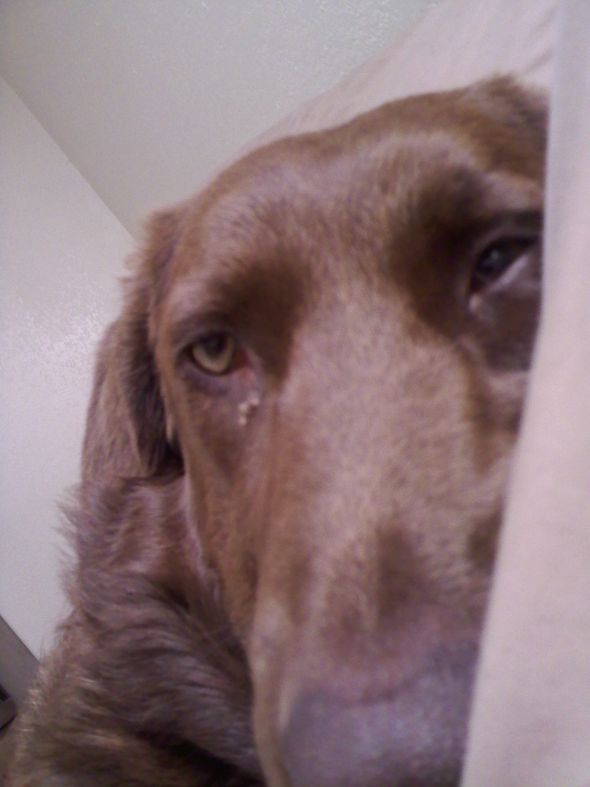 Does your pet follow you around the house incessantly? :  wedding 122