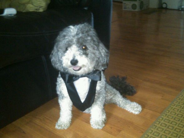 Any Poodle Owners? :  wedding 28284 553102827379 203801374 32509317 2568649 N
