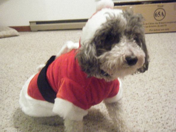 Any Poodle Owners? :  wedding 39072 555121946049 203801374 32574409 2037348 N