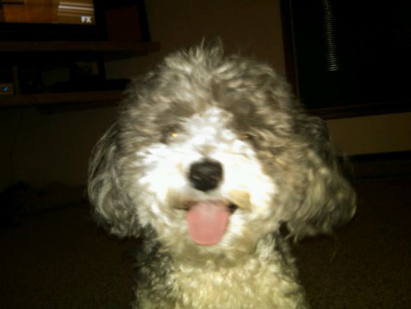 Any Poodle Owners? :  wedding Mil