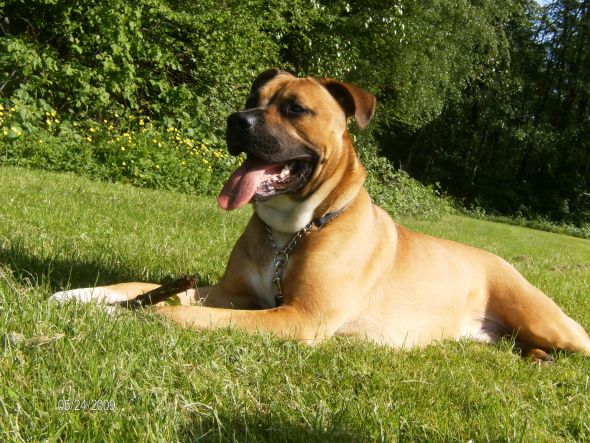 Guess His Breed(s) Doggie DNA Testing :  wedding DUKE