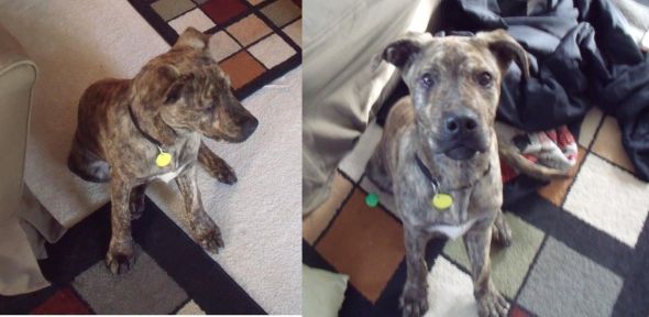 Giant breed appreciation thread! : wedding Abbey