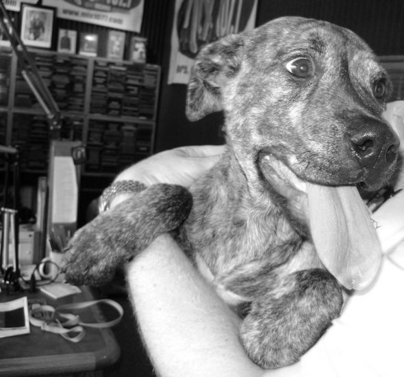 Giant breed appreciation thread! :  wedding AbbeyatStudio