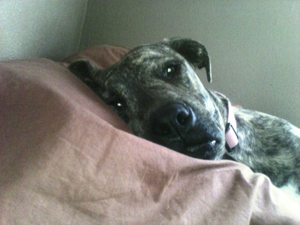 Giant breed appreciation thread! : wedding Abbey