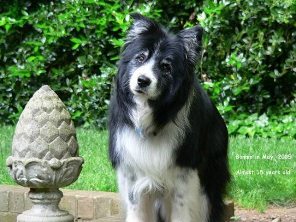 Pets No Longer With Us (Share your pictures/memories!) :  wedding Bonnie2