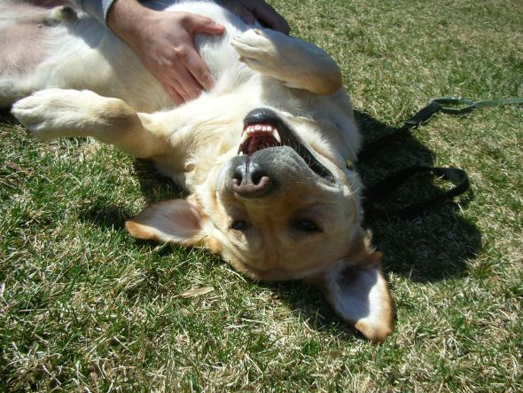 How did you name your pet? :  wedding pet names Upside Down