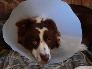 I do not like the cone of shame : wedding cone of shame spay corgis Mopey Cocoa