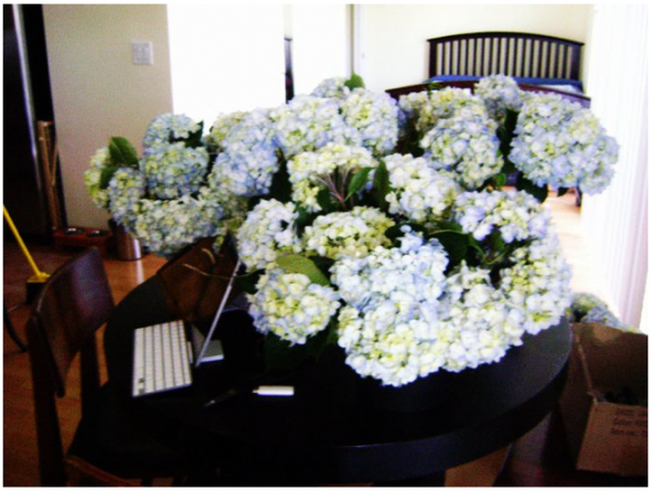 DIY Flowers, Centerpieces and Bouquets :  wedding dahlias hydrangeas fiftyflowerscom wholeblossomscom samsclub diy wedding day teal blue red cake bouqet flowers reception miami Picture 888