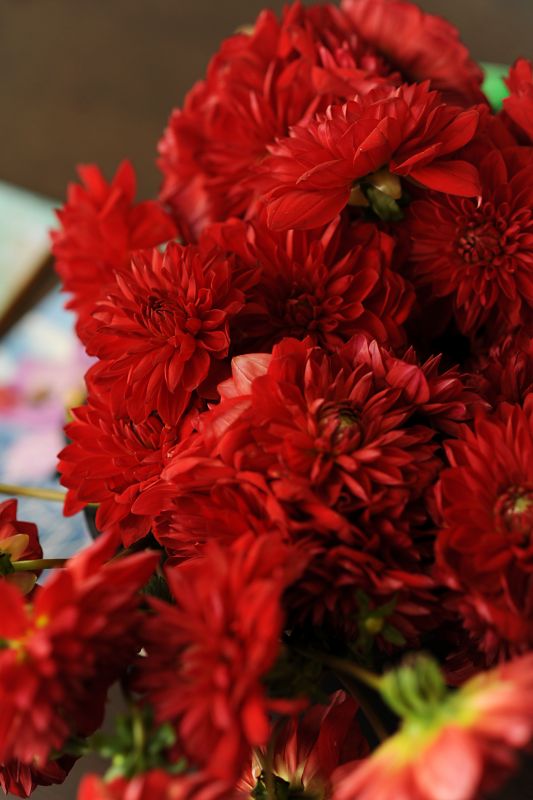 DIY Flowers, Centerpieces and Bouquets : wedding dahlias hydrangeas fiftyflowerscom wholeblossomscom samsclub diy wedding day teal blue red cake bouqet flowers reception miami Marcdiane0170
