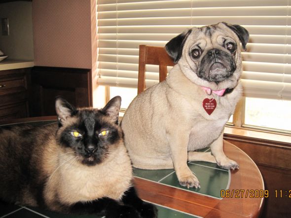 Precious Pugs! :  wedding pugs pets IMG 0469
