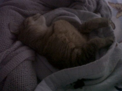 SpinOff:Post a picture of your pet! And tell me why you love them! :  wedding animals pets love 064