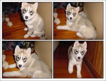 just had to share (cute pics of your pets) :  wedding Diamond Goggles