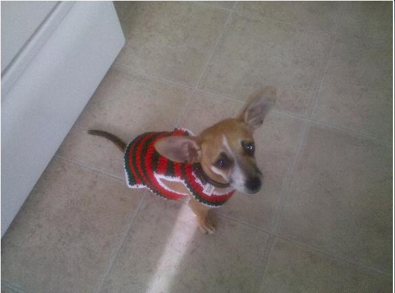 My Furbaby's New Shirt :  wedding Marleysweater