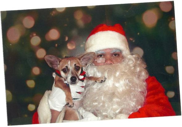 Do you include your pet on your Holiday card? : wedding Santa