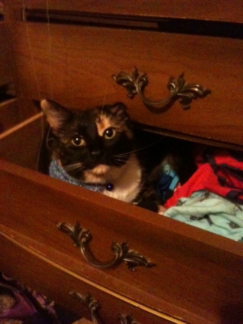 I love my dog... but he is dumb (post your funny pet pics) :  wedding Kitteh