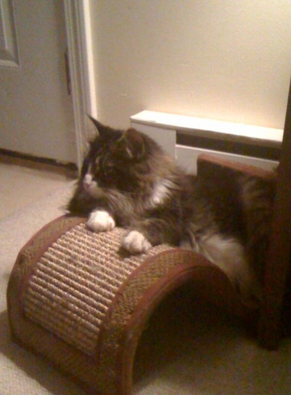Getting my Kittay today! : wedding Photo 4