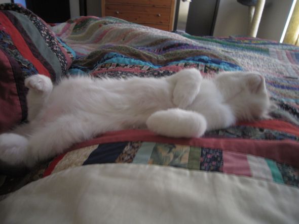 My cats' ingenious hiding techniques - Post your funny pet photos!!! :  wedding IMG 1812