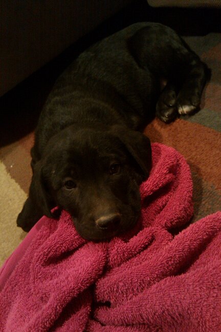 Meet Our New Furbaby!!! :  wedding puppies puppy lab Mully