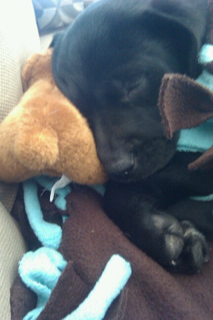 Meet Our New Furbaby!!! :  wedding puppies puppy lab Peanut 2