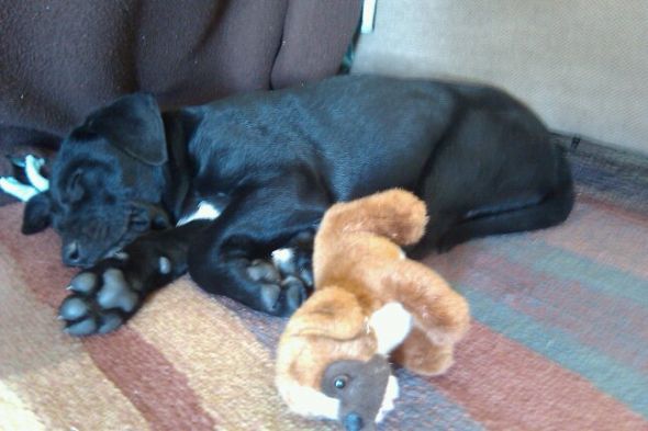 Meet Our New Furbaby!!! :  wedding puppies puppy lab Sleeping With Peanut