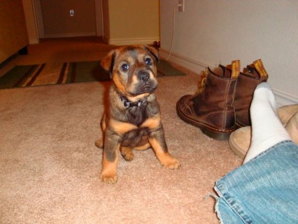 NWR- Post Your Pets! :  wedding puggle Ellie