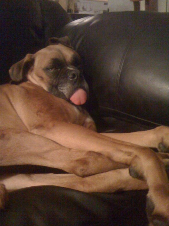 NWR- Post Your Pets! :  wedding puggle 064