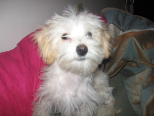 Too soon for another puppy? :  wedding Baby Maltipoo My Pooder