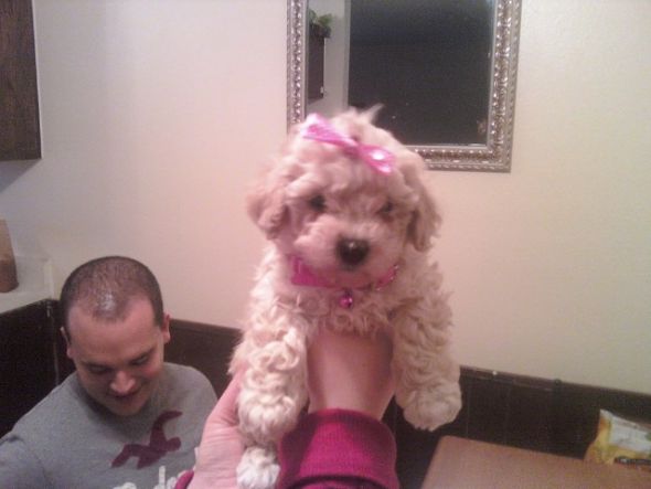 Too soon for another puppy? :  wedding Princess Maltipoo