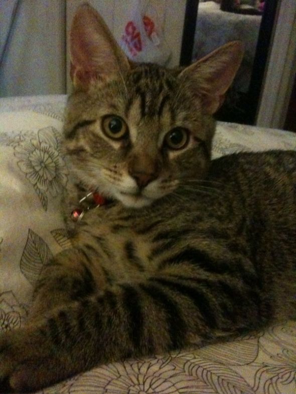 How did you name your pet? :  wedding pet names Ollie
