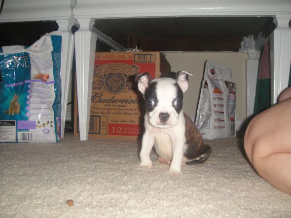 hybrid dog breeds?  Do you have one?  (cute pic of dog included) :  wedding DSC01043