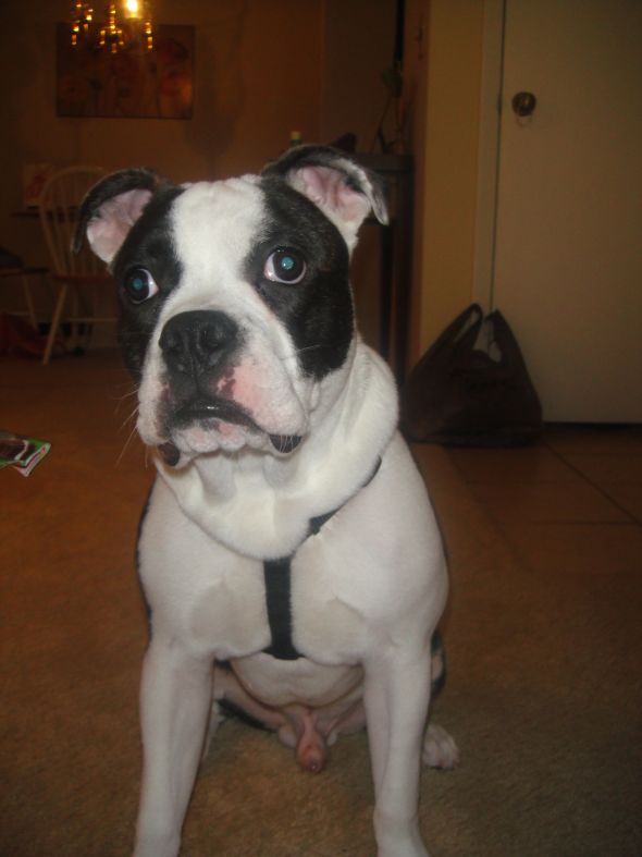 Chihuahua Bulldog Mix