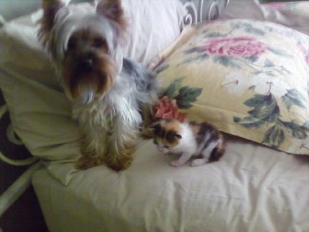 Which Puppy do we pick? : wedding puppy pup dog westie yorkie lap west highland white terrier teacup yorkshire terrier Callapaddy