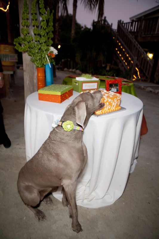 Using dog in wedding :  wedding MaggieEatsCake