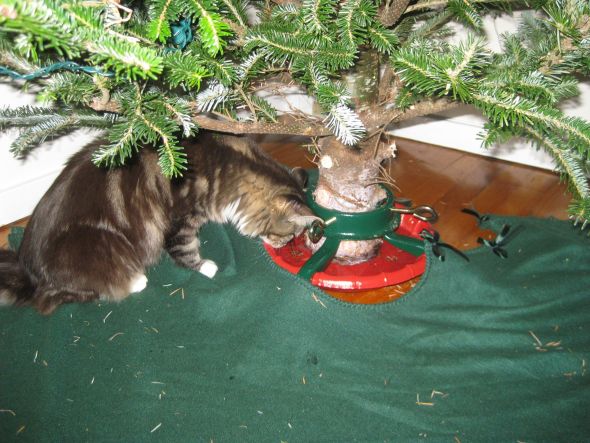 What is with cats and christmas trees?! : wedding christmas pets cats 339671 663183488041 23000227 33975294 16157211 O
