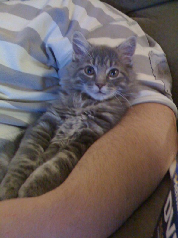 My SO and I are cat lovers! Show off your cats or pets! :) :  wedding pets IMG0411