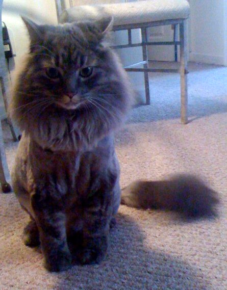 Anyone know anything about Maine Coons? : wedding Linc86