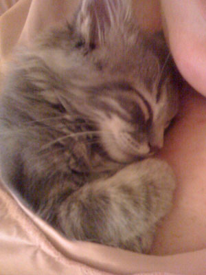 This is for all fur mom's out there! : wedding animals fur babies cats dogs Kitten