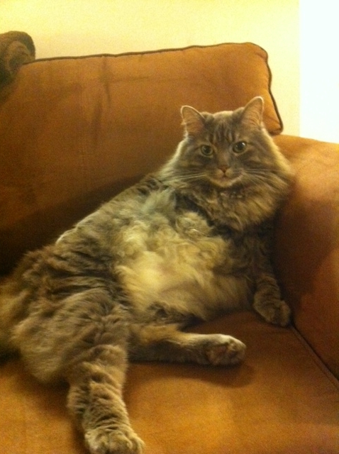 My SO and I are cat lovers! Show off your cats or pets! :) :  wedding pets Linc5