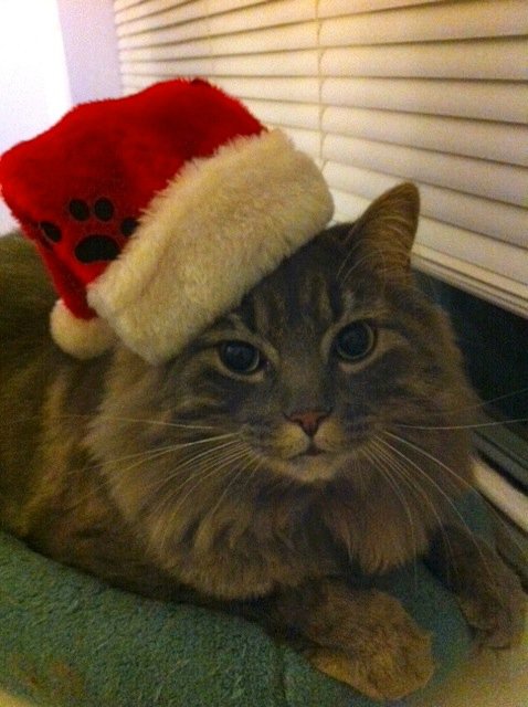Animals In Festive Holiday Costumes :  wedding Photo